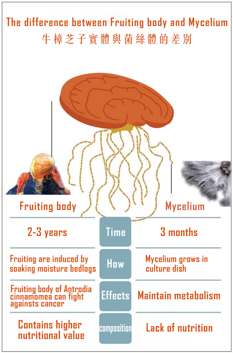 0802修改過 the difference between fruiting body and mycelium